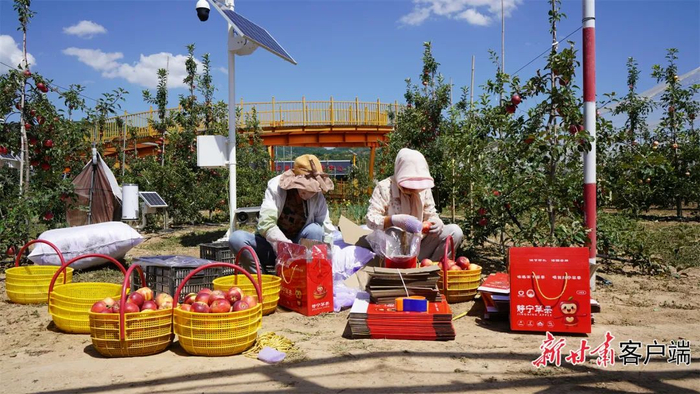 工人们正在将采摘的苹果进行装箱。