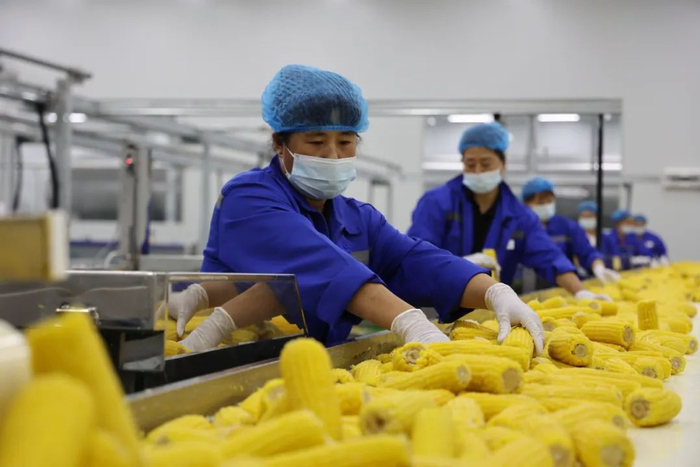 鲜食玉米加工厂为当地农民提供了就业岗位，图为工人们在生产线上分拣玉米。