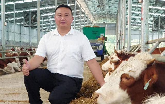 郑培坤正在牛棚里察看喂料情况。