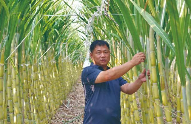 刘天民在园区大棚内察看甘蔗生长情况。