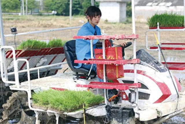 王伶俐正在驾驶插秧机插秧。