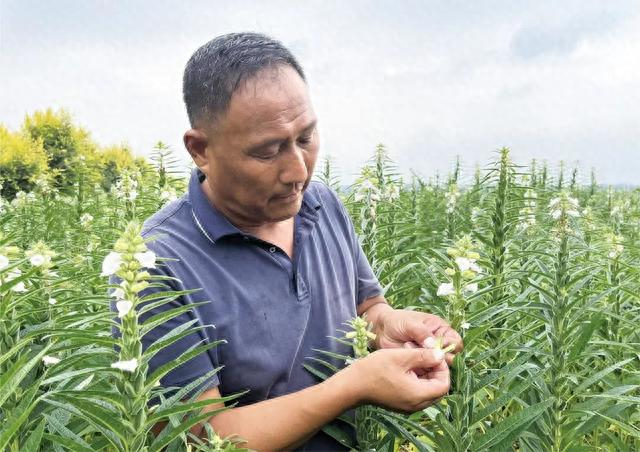 刘天华在商水县高标准农田建设示范区内察看芝麻生长情况。