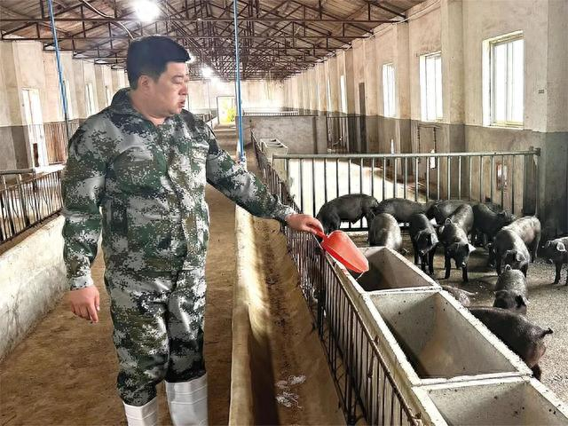 徐军海正在给黑猪投喂饲料。