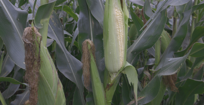 通河县鲜食玉米种植地，每株玉米只有一个玉米棒成熟，采摘时必须是“最佳状态”。（图/受访者供图）