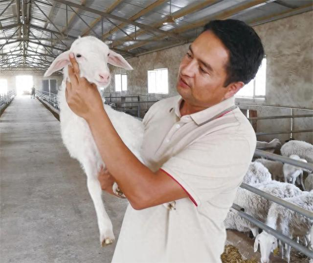 麦麦提伊敏·赛麦尔在羊舍察看羊羔生长情况。