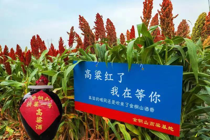 邹城市老年体协广场舞专委会组织的健身舞龙队,在金钢山高粱种植基地