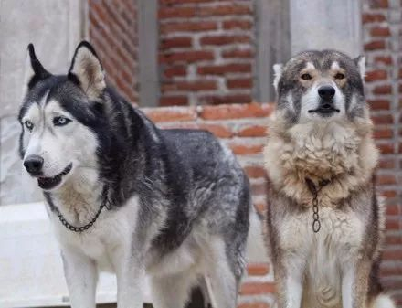 网友晒出哈士奇和狼一起养的画面这也太不忍直视了吧哈哈哈