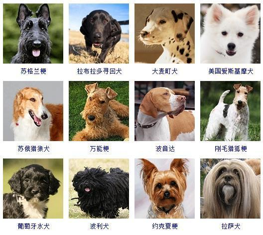 狗狗品种大全图片名字(178个宠物狗品种图片大全)|犬|猎犬|牧羊犬|爱尔兰|浣熊_新浪新闻