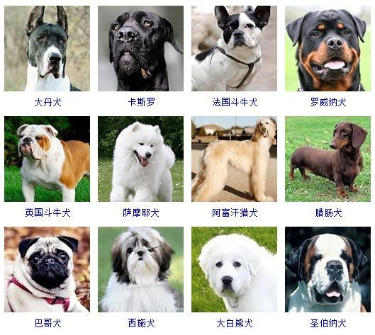 狗狗品种大全图片名字(178个宠物狗品种图片大全)|犬|猎犬|牧羊犬|爱尔兰|浣熊_新浪新闻