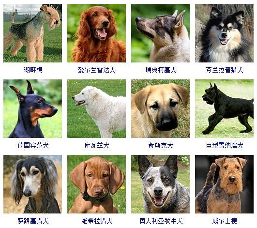 狗狗品种大全图片名字(178个宠物狗品种图片大全)|犬|猎犬|牧羊犬|爱尔兰|浣熊_新浪新闻