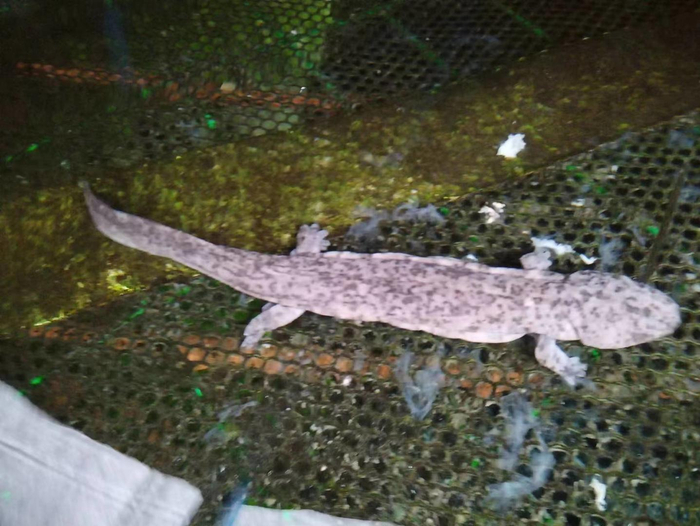 仿生环境养殖的娃娃鱼