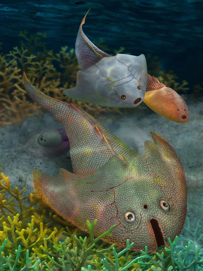 头条| 塔里木盆地发现盔甲鱼类新种|鱼类|地理_新浪新闻