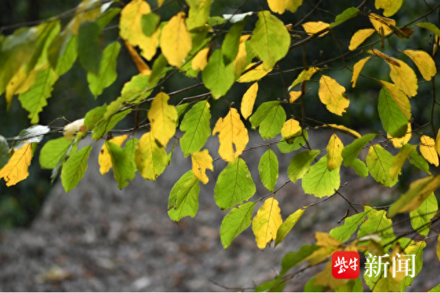 面积十余亩苏州首次发现珍稀植物红柴枝群落