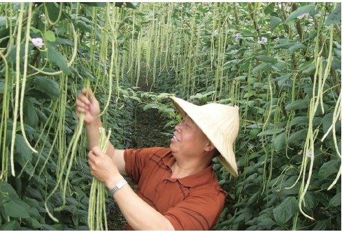 　　四川眉山市东坡区种植户在采收豇豆，向泡菜企业提供蔬菜原料。　资料图