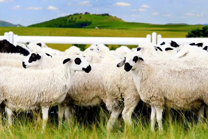 有"肉中人参"之称!内蒙草原苏尼特羊将冷链直供北京市场|京东_新浪新