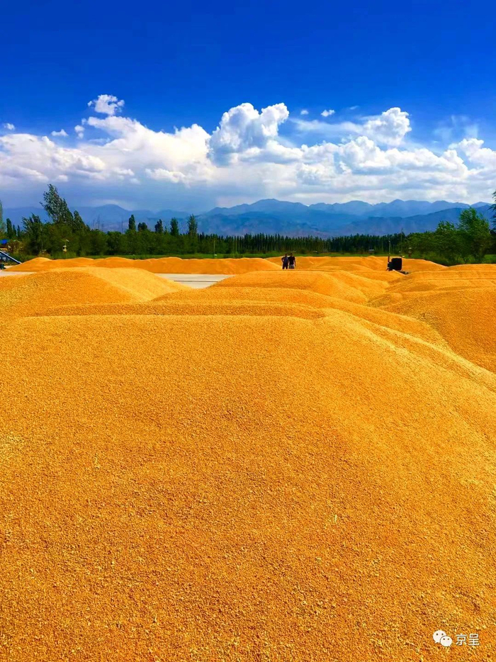 京城拍客|丰收时节,喜看稻菽千重浪|金山_新浪新闻