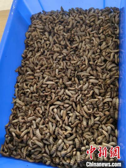 上海探索湿垃圾深度资源化处理新路径黑水虻幼虫打工造优质昆虫蛋白