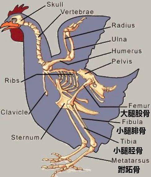 鸡的关节构造图图片