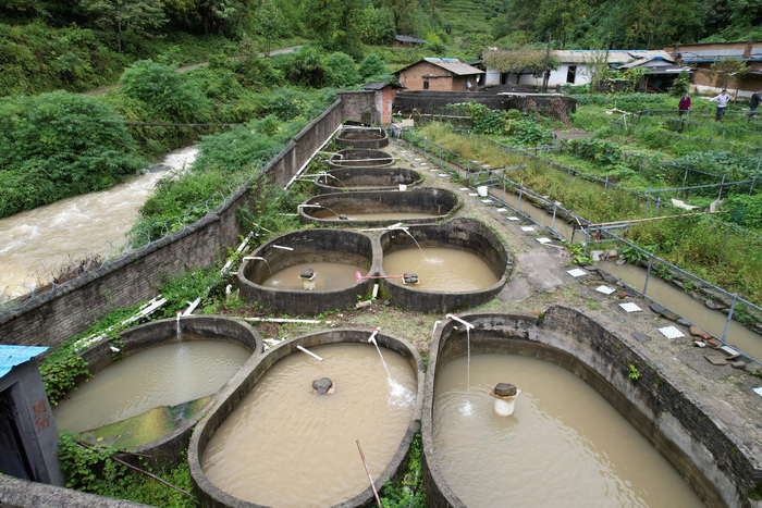 娃娃鱼养殖基地：绿色发展的新引擎