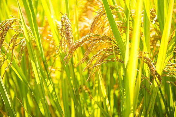 大地丰收季|收水稻,捉螃蟹,挖红薯,积累志愿工时,颁发劳动实践证书