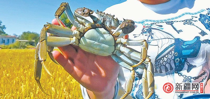 图：在米东区三道坝镇杜家庄村的稻蟹混养基地，养殖户正在展示刚上市的螃蟹。（全媒体记者宋建华陈岩通讯员赵春宝摄）