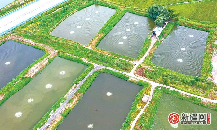 图：米东区羊毛工镇协标工村南美白对虾养殖基地。（全媒体记者宋建华陈岩通讯员赵春宝摄）
