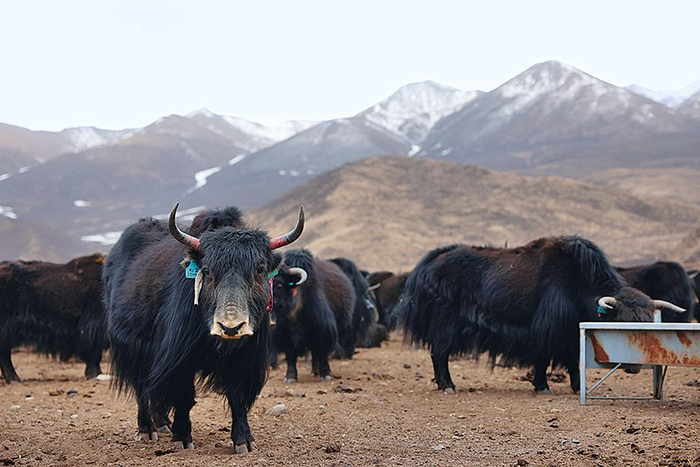 高质量发展调研行丨青海铆足"牛劲"打造牦牛养殖新业态__财经头条