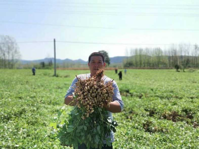 花生丰收