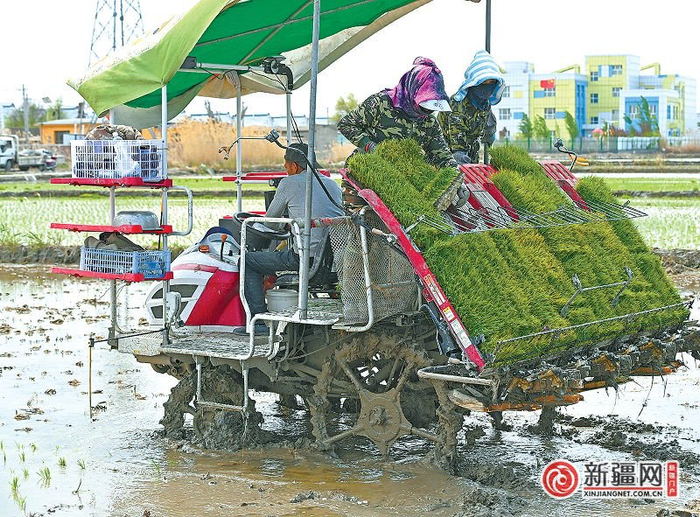 图：在米东区三道坝镇杜家庄村的稻蟹种植基地，工人在进行机械水稻插秧。（全媒体记者宋建华陈岩通讯员赵春宝摄）