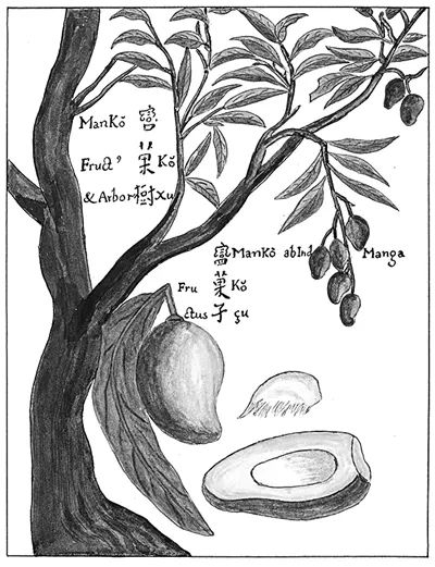 ▲卜弥格《中国植物志》。（图片来源：光明网）