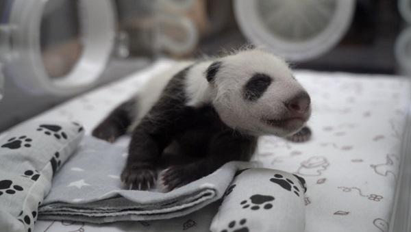 旅俄大熊猫新生幼崽的性别确定了，是个小姑娘