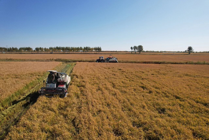 晒丰收145万亩水稻陆续成熟进入收割期
