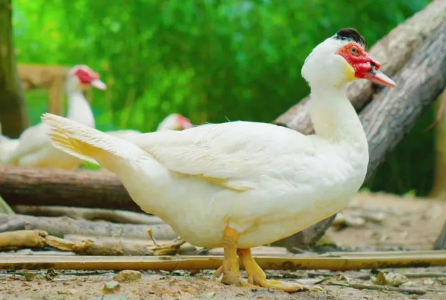 黄石的tún将入新华字典