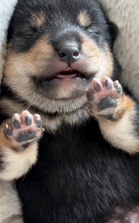 刚出生没几天的小黑柴犬,粉粉的小爪子,太可爱啦