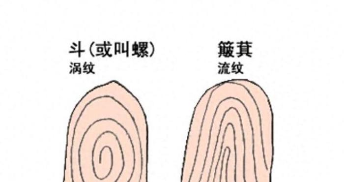 你双手指纹有几个螺螺，几个簸箕？“螺越多越有富贵”是真的吗？