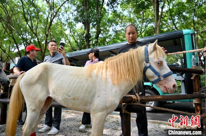 南宁动物园迎矮马住客民众争骑马中熊猫