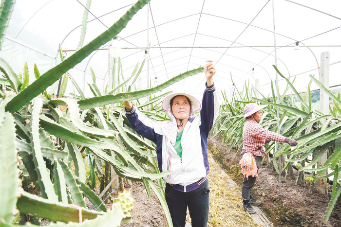     在大塘镇龙联产业示范基地，工人及时做好管护工作，为丰产丰收打基础。    本报记者黄红锦 摄