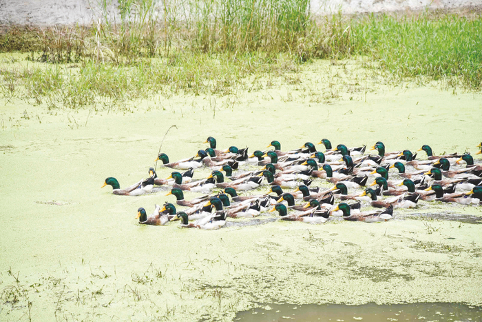     ▲在良庆区大塘鸭养殖示范基地，青头鸭正在水塘里嬉戏。本报记者黄红锦 摄