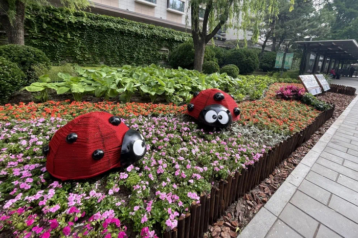       东门内花境“林下好朋友”     