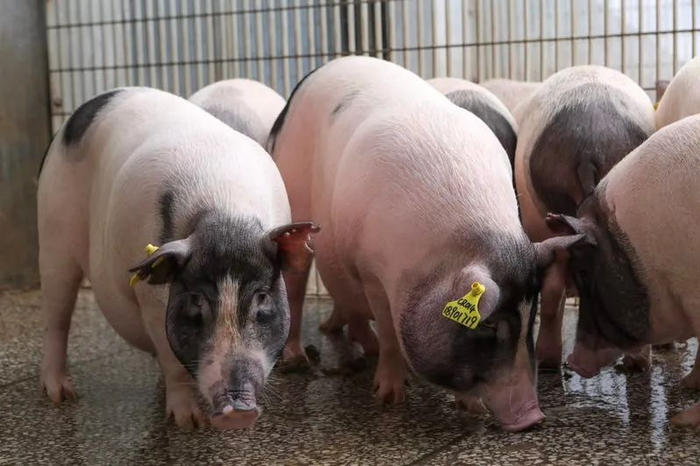 从猪的器官的结构,大小和基因来看,其与人相似,但二者在某些生理特征