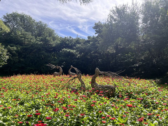       樱花园后山“林深见鹿”     
