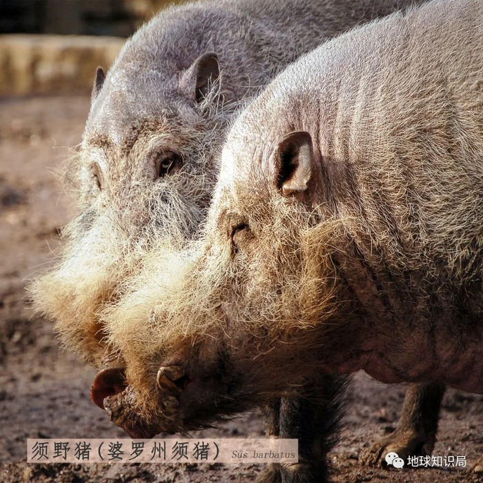 出场▼长江后浪推前浪中新世结束时,猪科遭到了沉重打击,镰齿猪亚科