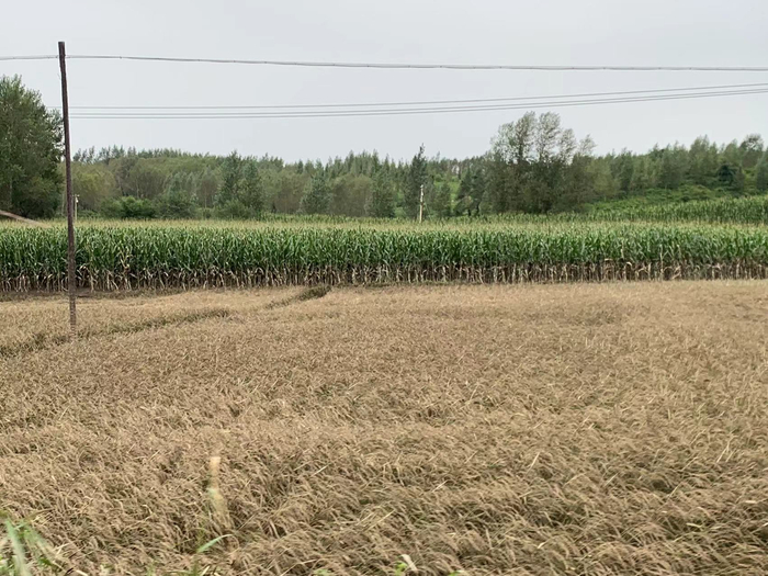 拉林河边的稻田。高佳摄