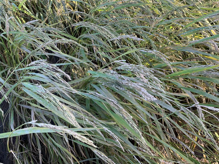 洪水泄后，稻子上挂着泥，稻穗呈灰白色。高佳摄