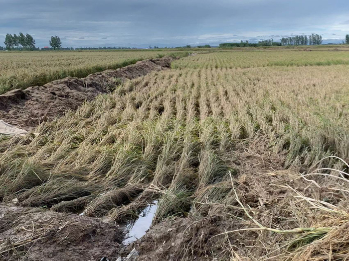 洪水冲倒的稻田。高佳摄