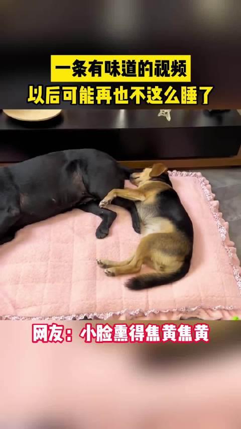 怀疑狗生图片