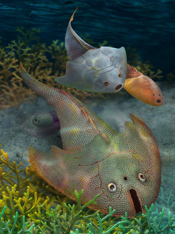 天工开问|我们为什么要研究"呆萌表情包"盔甲鱼?|鱼类_新浪新闻