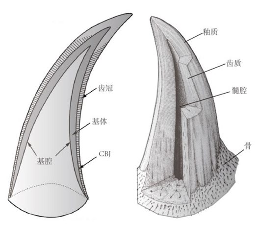 真牙形分子（左）与肉鳍鱼类（右）牙齿组织学对比。图片来源：盖志琨和朱敏