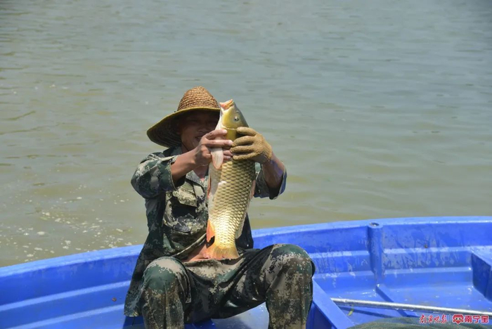 青秀区伶俐镇王京村汶水坡的广西安胜淡水鱼养殖有限责任公司养殖基地鱼儿肥美