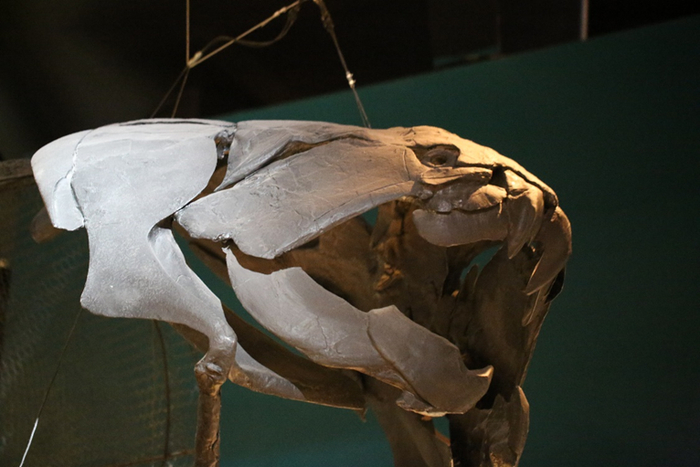 邓氏鱼，泥盆纪的海洋霸主（图片来源：盖志琨摄于瑞典国家自然历史博物馆）